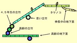 叢生竹|竹博士の研究室